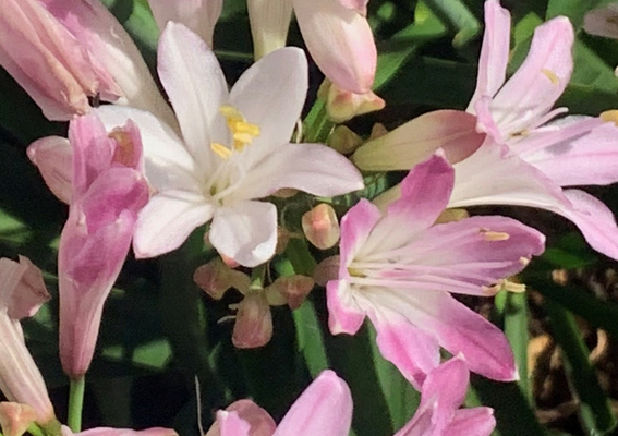 Agapanthus Blush Pink