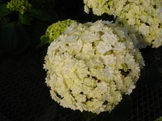Hydrangea-Peace_Flowers