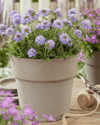 Scabiosa Blue Eyes