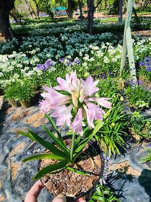 Agapanthus Blush Pink