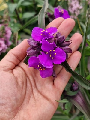 Tradescantia JS Brainstorm