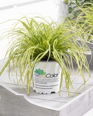 Carex-Eversheen_Pot