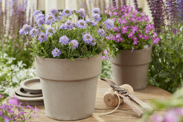 Scabiosa Blue Eyes