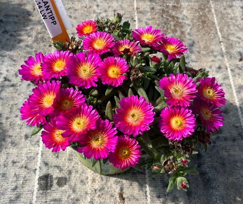 Delosperma Next Level Magenta