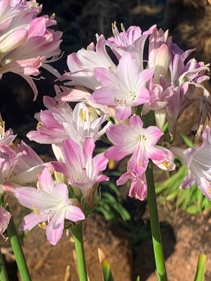 Agapanthus Blush Pink