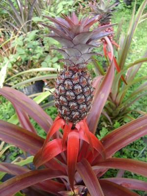 Ananas Mila