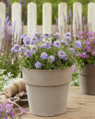 Scabiosa Blue Eyes