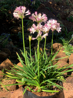 Agapanthus Blush Pink