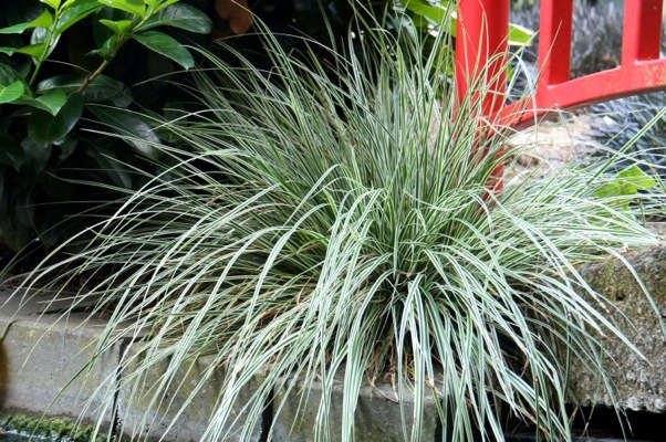Carex-Everest_Garden