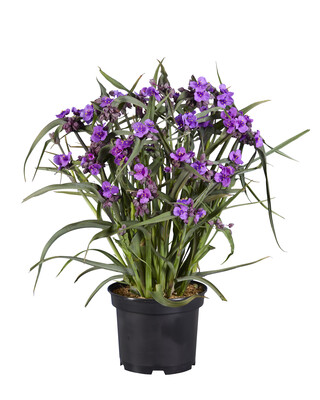 Tradescantia JS Brainstorm