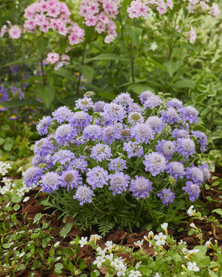 Scabiosa Blue Eyes
