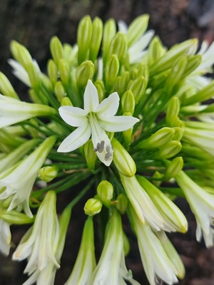 Agapanthus Emerald Ice