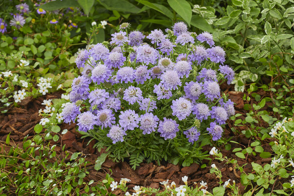 Scabiosa Blue Eyes