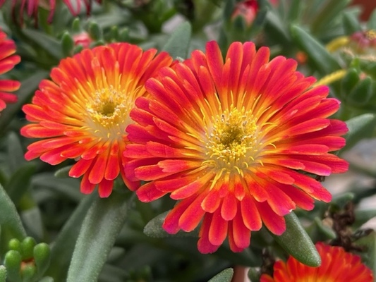 Delosperma Next Level Red