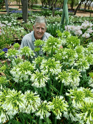 Agapanthus Emerald Ice