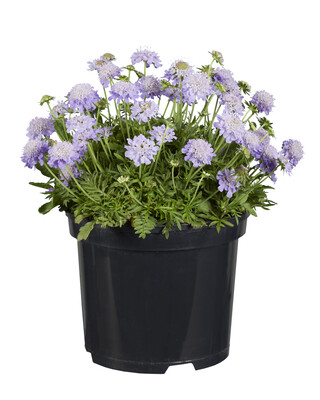 Scabiosa Blue Eyes