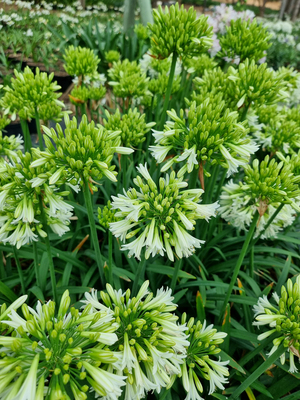 Agapanthus Emerald Ice