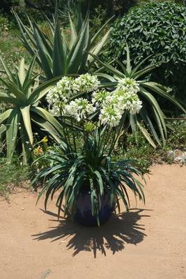 Agapanthus Emerald Ice