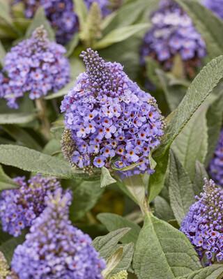 Buddleja Rockstar Blue