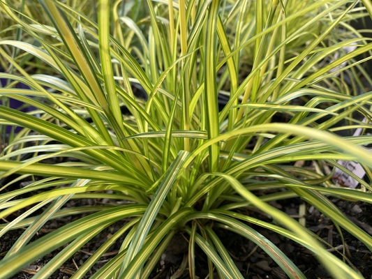 Scirpus Stars and Stripes