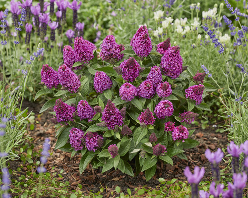 Buddleja Rockstar Red