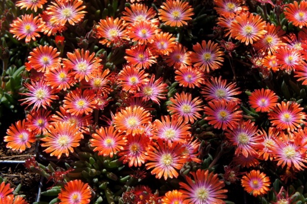 Delosperma-Sunstone_Flower
