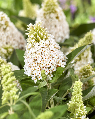 Buddleja Rockstar White