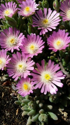 Delosperma-Jewel of Desert Rosequartz_Flower