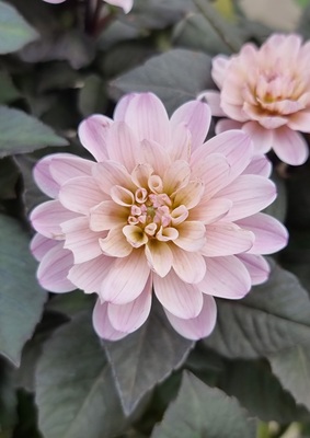 Dahlia Double Dreamy