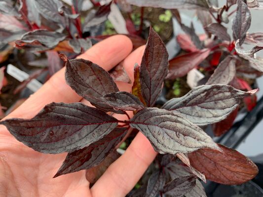 Cornus Nightfall