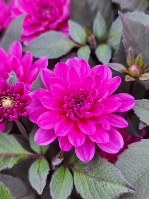 Dahlia Double Dreamy