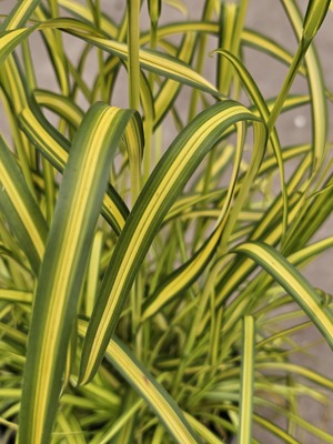 Scirpus Stars and Stripes