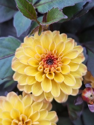 Dahlia Double Dreamy