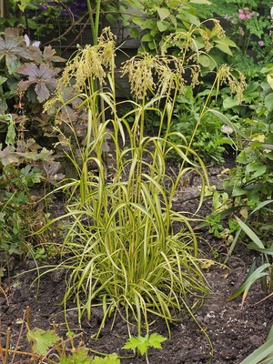 Scirpus Stars and Stripes