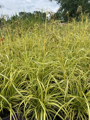 Scirpus Stars and Stripes