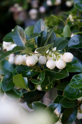 Gaultheria-Peppermint Pearl_Flower