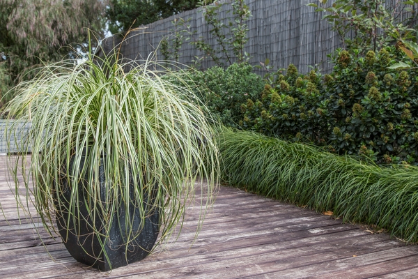 Carex Feather Falls