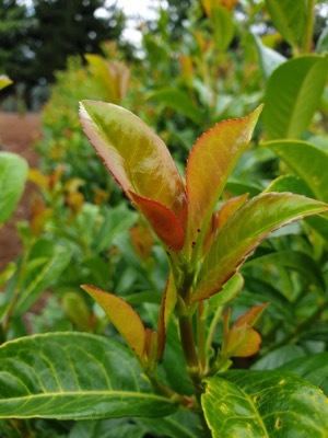 Prunus-Vulcano_Close up foliage