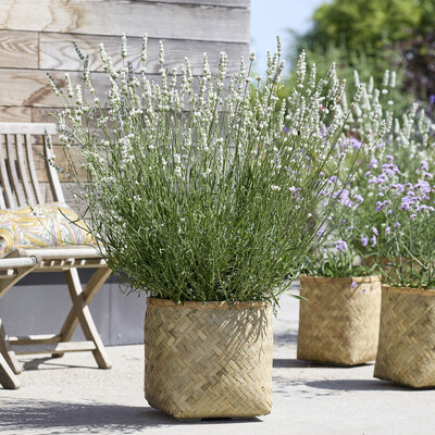 Lavandula Exceptional