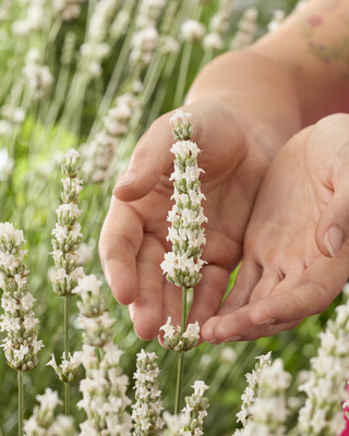 Lavandula Exceptional