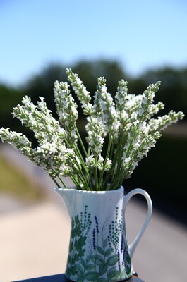 Lavandula Exceptional