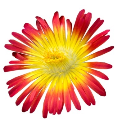 Delosperma-Fire Wonder_Close up flower