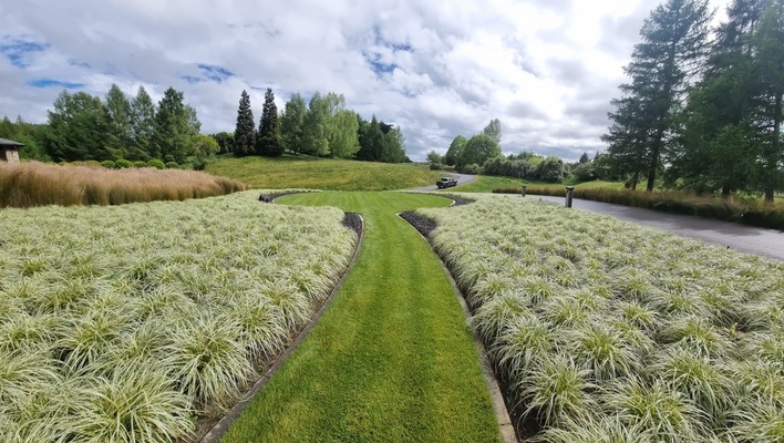 Carex Feather Falls
