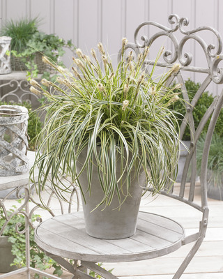 Carex Feather Falls
