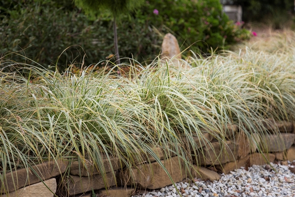 Carex Feather Falls