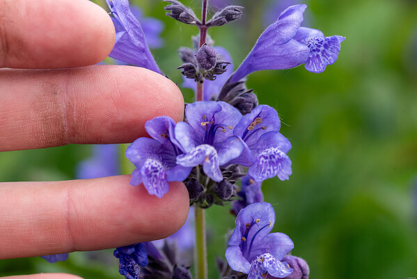 Nepeta Blue Planet