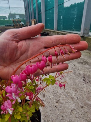 Dicentra Jolly Hearts Amore
