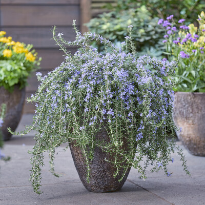 Rosmarinus Blue Cascade