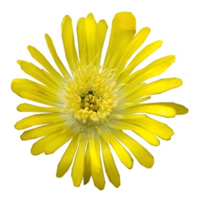 Delosperma-Golden Wonder_Close up flower