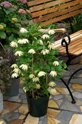 Clematis-Amber_Patio